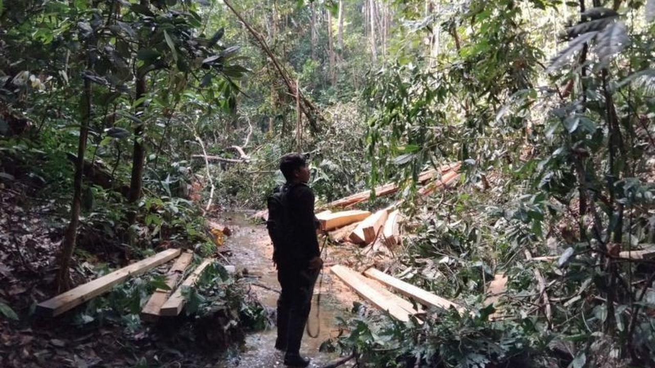 Kementerian Kehutanan Tangkap Pelaku Pembalakan Liar di TN Bukit Tiga Puluh