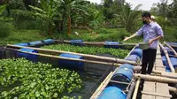 Salah satu anggota Pemuda Tani Milenial Sugihwaras binaan Pertamina, saat memberikan makan ikan air tawar, yang merupakan bantuan CSR DPPU SMB II Pertamina MOR II Palembang (Liputan6.com / Nefri Inge)