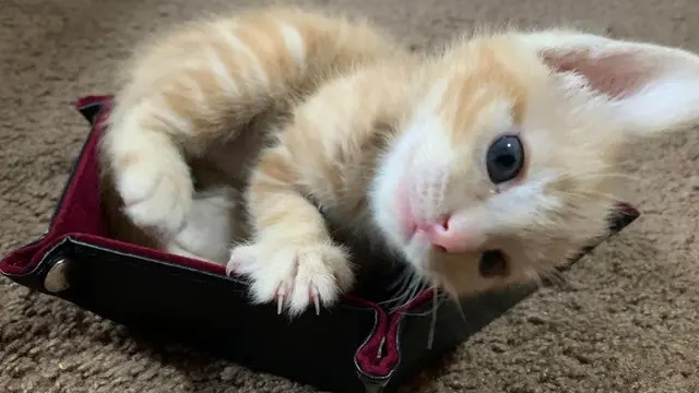 kucing lucu