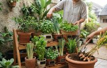 Cara Membuat Kebun Bumbu Dapur Kecil di Teras Rumah, 10 Langkah Penuhi Stok Setiap Hari