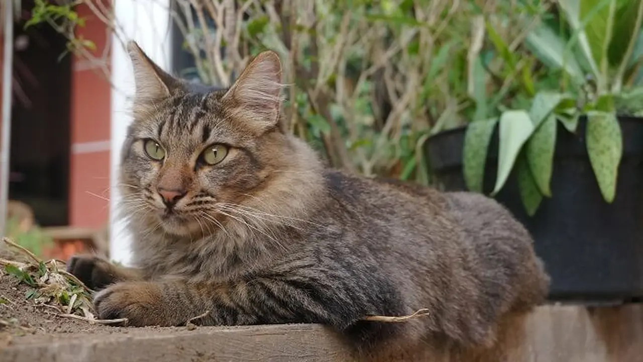 Rahasia Masa Lalu Terungkap, Mamalia Karnivora Mirip Kucing Muncul 33 Juta Tahun yang Lalu