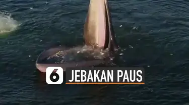 Ini dia ternyata cara paus berjenis Bryde ketika mencari makan.