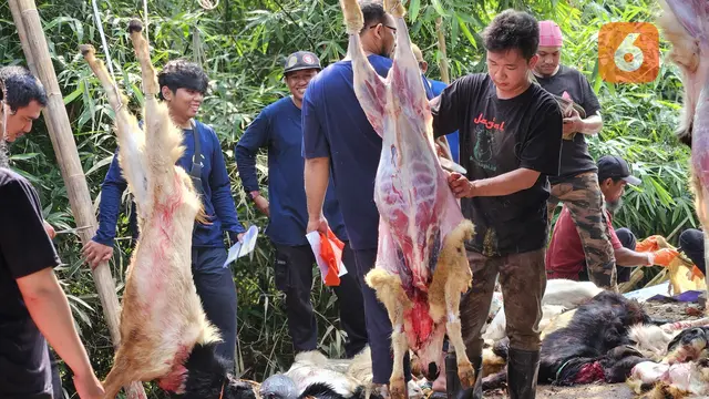 Ilustrasi Hewan Kurban, Idul Adha, Daging Kurban, Kambing (Foto: Aditya Eka Prawira/Liputan6.com)