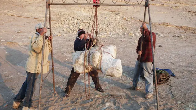 Wujud Fossil dari Perucetus Colossus