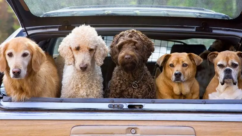 Anjing-anjing hendak ikut di dalam mobil