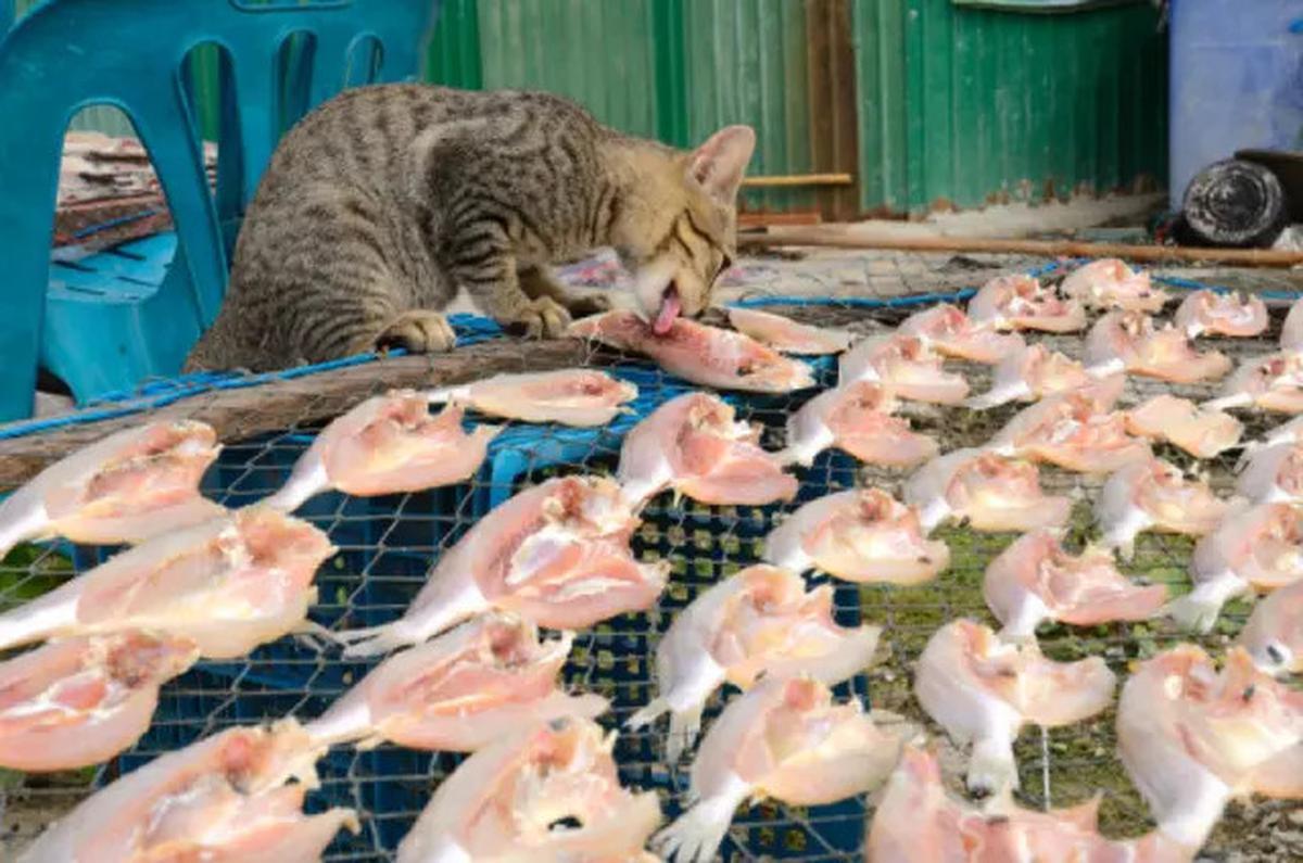 7 Penyebab Kucing Selalu Lapar Dilihat dari Perilakunya, Waspadai Masalah Kesehatan