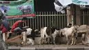 Pedagang saat berjualan hewan kurban di trotoar, Jakarta, Senin (5/8/2019). Meski Pemprov DKI Jakarta telah melarang, sejumlah pedagang nekat berjualan hewan kurban di trotoar dengan alasan tidak memiliki lahan. (merdeka.com/Iqbal S. Nugroho)