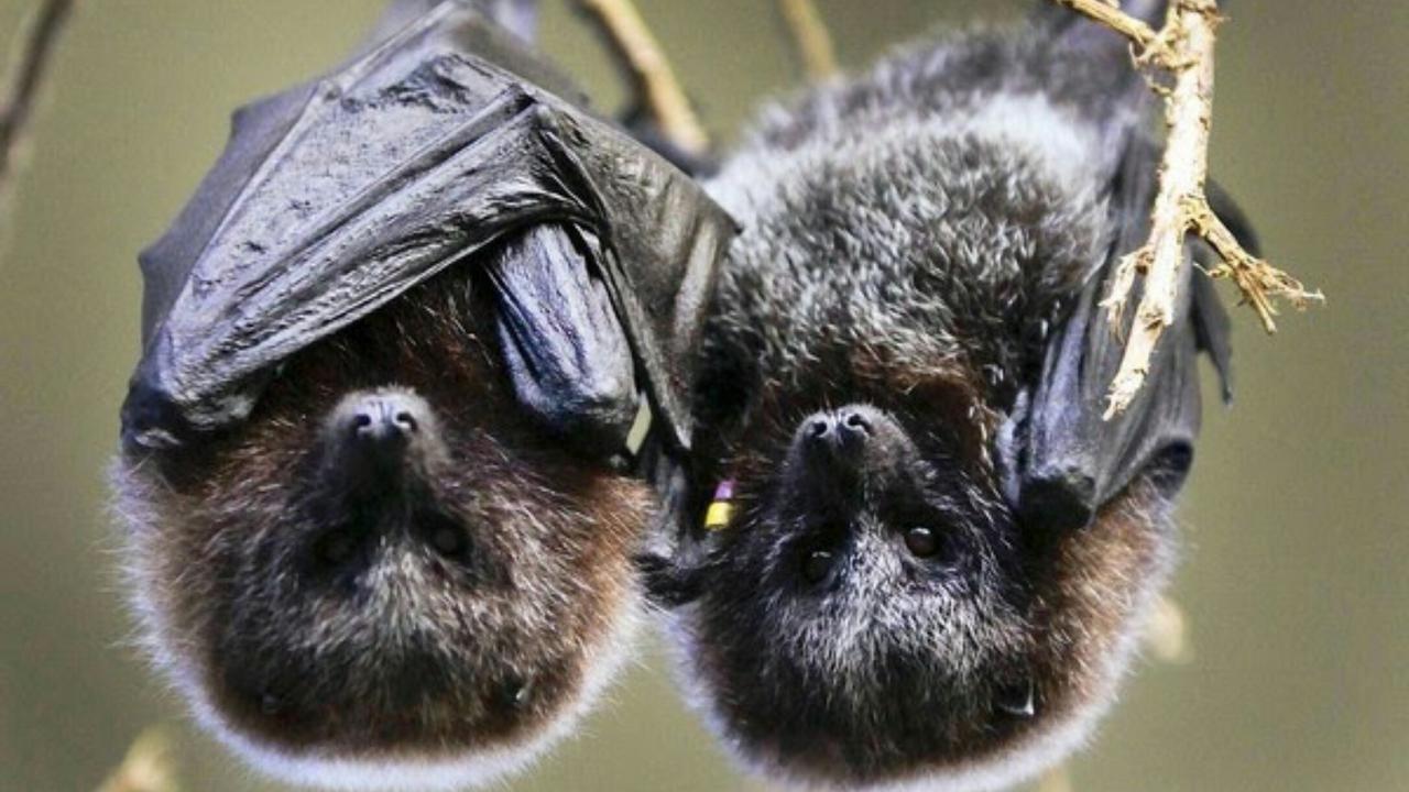 Kelelawar dan Rabies