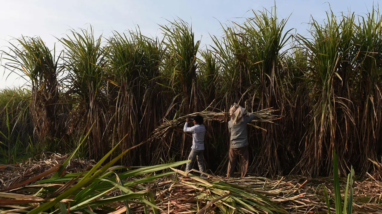 Petani Tebu