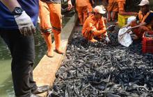 MUI Beri Catatan, Pemprov DKI Akui Sulit Basmi Ikan Sapu-sapu