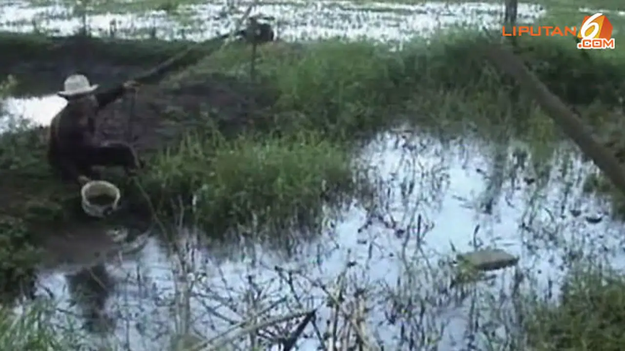 sawah-tercemar-131125a.jpg