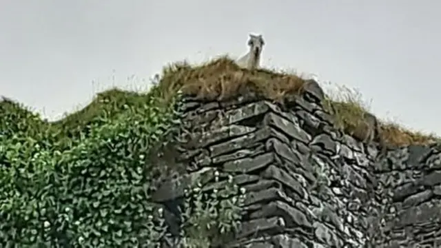 Kambing Terjebak di Menara Kastil Setinggi 30 Meter, Mengembik Tak Bisa Turun
