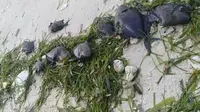Ikan-Ikan di Perairan Bulukumba Mati Misterius