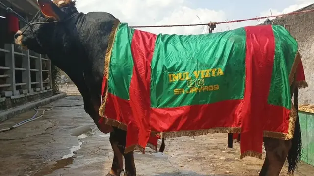 Potret sapi kurban Inul Daratista (Sumber: Instagram/@inul.d)