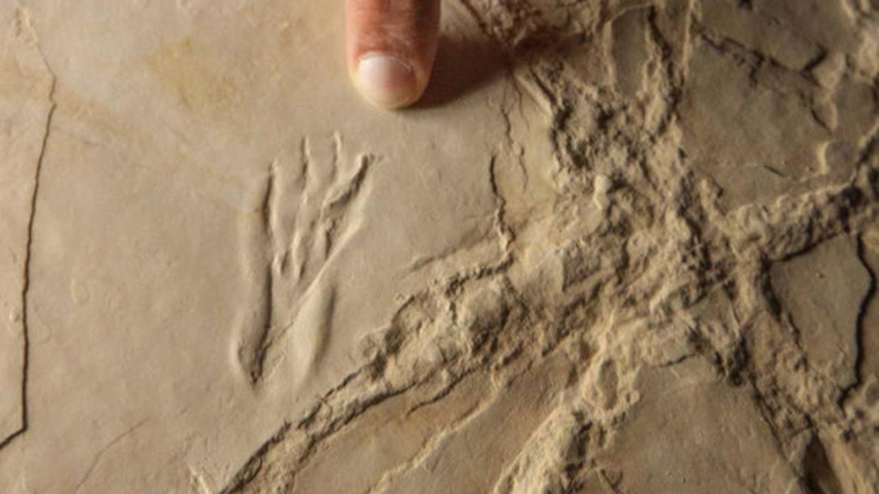 Ilmuwan temukan jejak dinosaurus 140 juta tahun di pantai Prancis