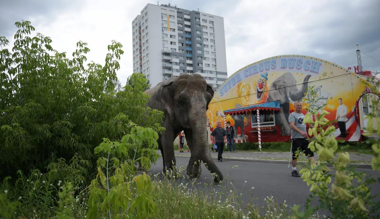 Seekor gajah sirkus ketika diajak jalan-jalan oleh pawangnya di sebuah jalan di Berlin, Jerman, Kamis (30/6). Gajah tersebut diajak pawangnya untuk berjalan-jalan menikmati udara segar. (REUTERS/Stefanie Loos)