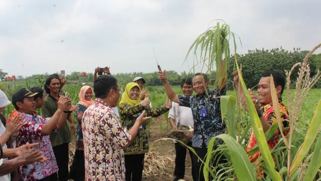 Serai Wangi Pengisi Pundi-Pundi Petani