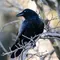 Studi: Burung Gagak Buat Keputusan Dua Kali Lebih Cepat dari Manusia dan Monyet