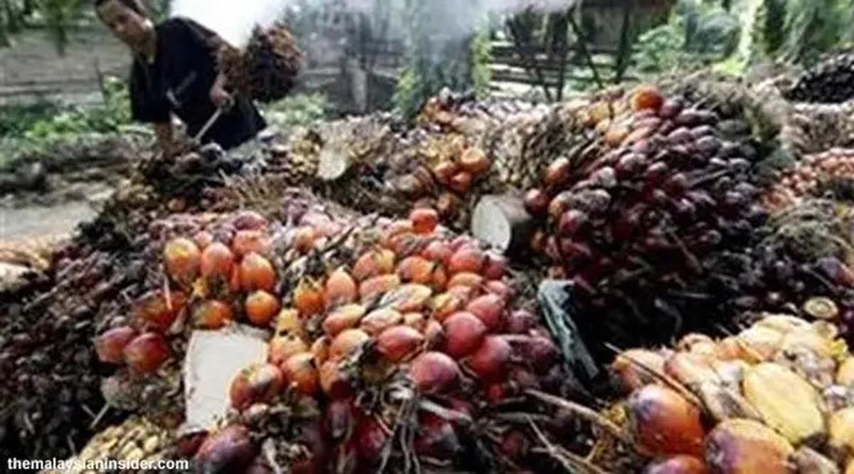 Indonesia Masih jadi Raja CPO Dunia