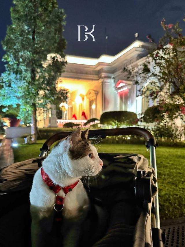 Rumah Bobby Kertanegara Kucing Prabowo