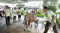 Sukarelawan Wong Kito Dewe dukung Ganjar menyambut suka cita momentum Iduladha 1444H dengan menyerahkan sejumlah hewan kurban untuk membantu masyarakat, Kamis (29/6) (Istimewa)