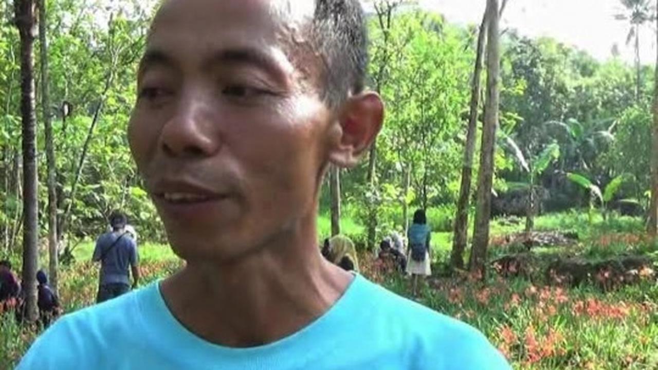 Ini kebun bunga Amarilis di Yogyakarta yang membuat heboh netizen