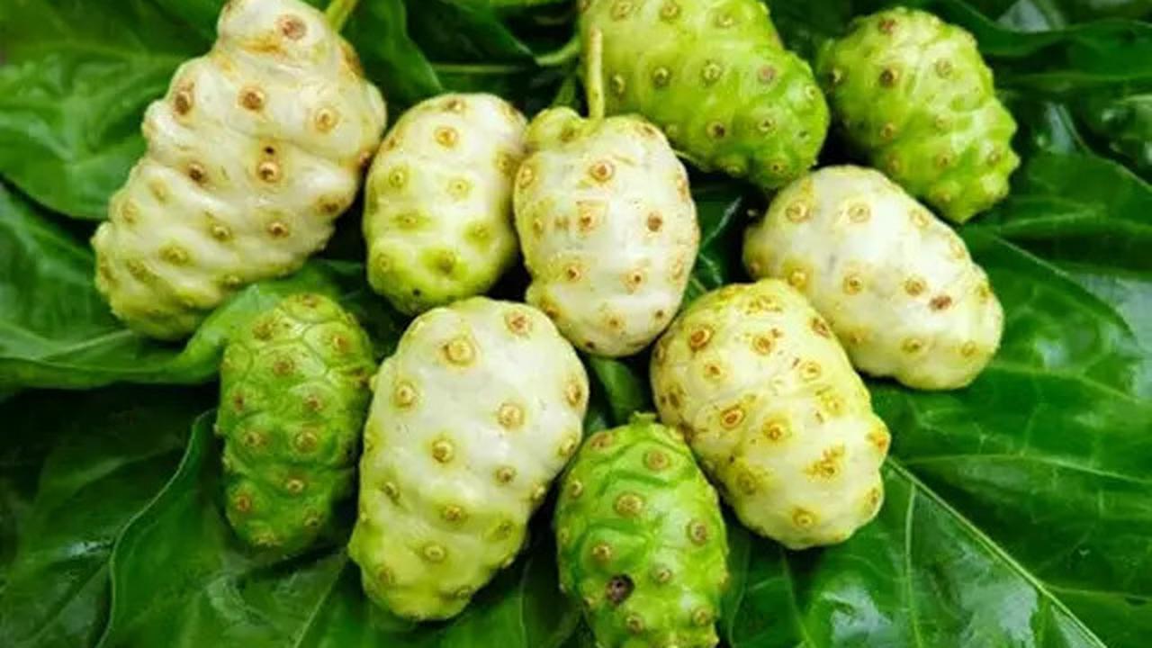 Cara Mengolah Buah Mengkudu, Ini Manfaatnya untuk Kesehatan