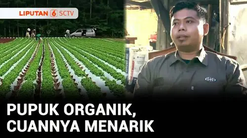 VIDEO: Berani Berubah: Inovasi Pupuk Organik dan Media Tanam Tanpa Tanah, Cuannya Menarik