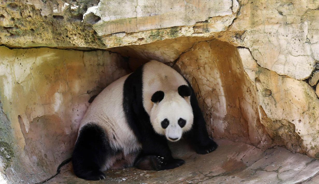 Panda asal China bernama Hu Chun bermain di kandangnya di kebun binatang Taman Safari Indonesia di Bogor, Jawa Barat, (1/11). Dua panda Cai Tao dan Hu Chun pada November 2017 ini siap diperkenalkan ke publik. (AP Photo / Achmad Ibrahim)