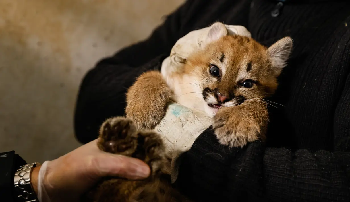 Seorang penjaga kebun binatang memegang bayi puma berusia satu setengah bulan bernama Emy terlihat di kandangnya di Zoo de Vincennes, dekat Paris pada Selasa (13/10/2020). Emy merupakan puma pertama yang lahir di Zoo de Vincennes pada 21 Agustus lalu. (Thomas SAMSON / AFP)