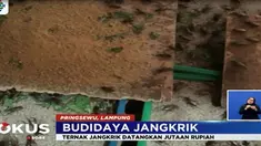 Proses budidayanya ternyata cukup mudah, bibit Jangkrik ditelurkan dan di masukkan kedalam kotak hingga menetas.