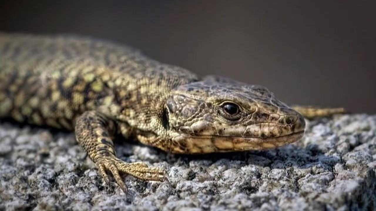 <b>Kadal Teror (Phoboscincus bocourti)</b><br>