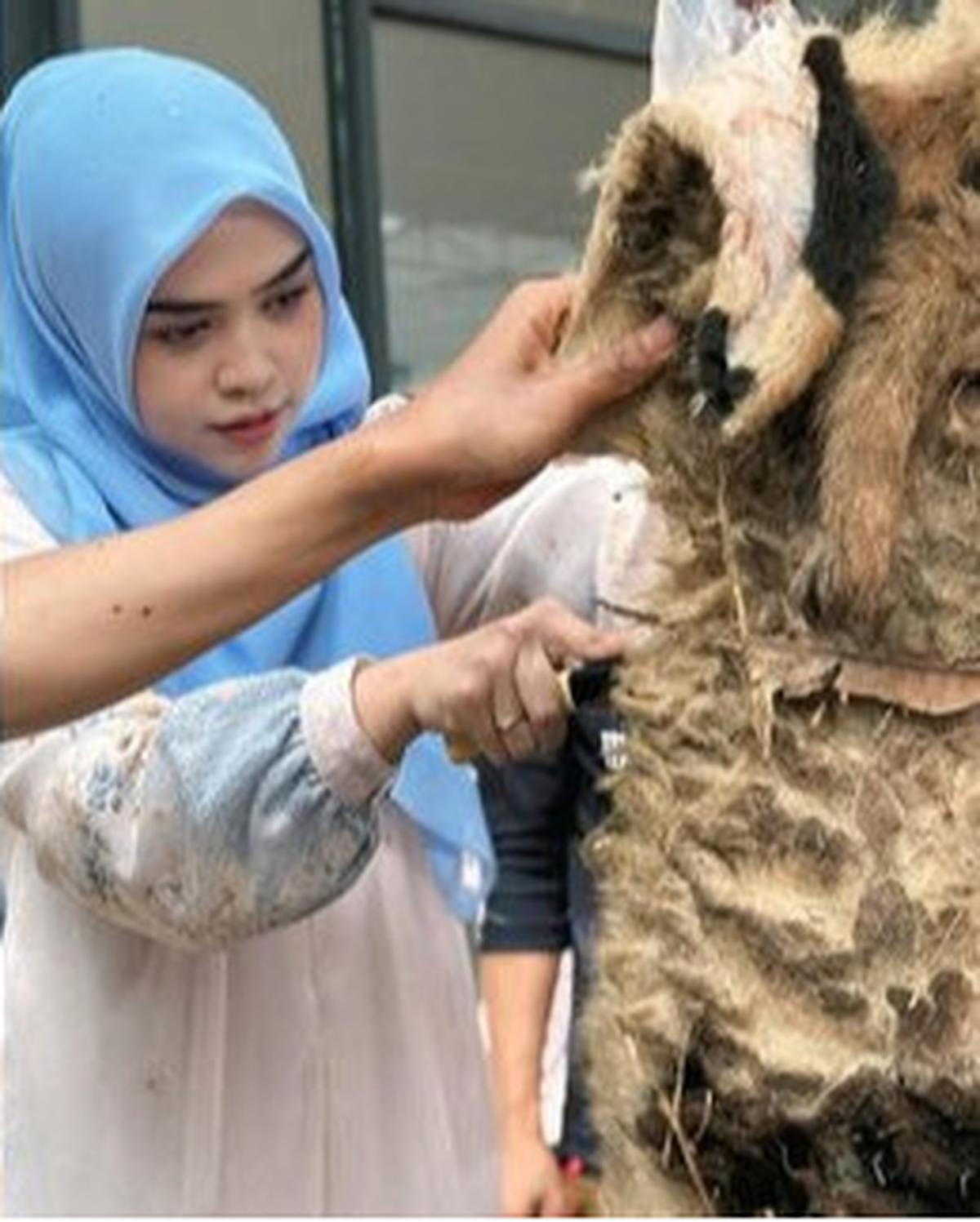 Ria Ricis Tak Hitung Budget Saat Beli Puluhan Hewan Kurban Idul Adha