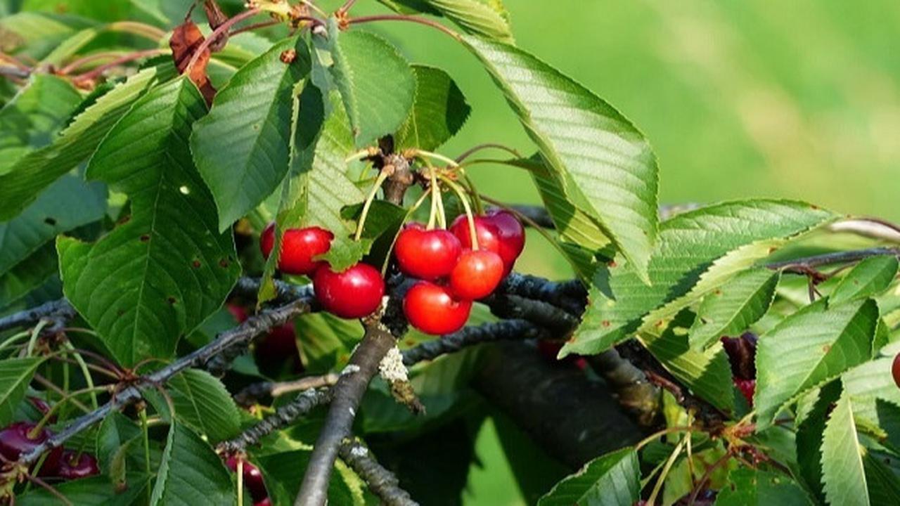Cara Mudah Membuat Rebusan Daun Kersen untuk Menurunkan Gula Darah Secara Alami