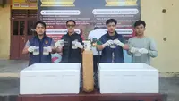 Polisi Bongkar Perdagangan 9.000 Benih Lobster Ilegal di Lampung