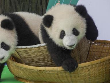 Berita Panda Raksasa Hari Ini Kabar Terbaru Terkini Liputan6 Com