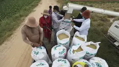 Petani mengisi karung dengan beras dari mesin perontok saat musim panen padi di desa Samroang Tiev, di luar Phnom Penh, Kamboja, Rabu (27/10/2021). Warga Kamboja mulai memanen padi di akhir musim hujan. (AP Photo/Heng Sinith)