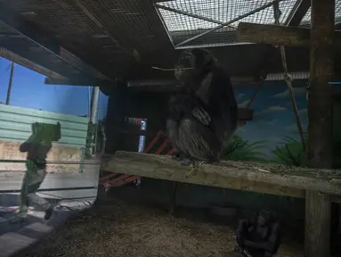 Simpanse terlihat saat petugas membawa makanan melewati kandangnya di Attica Zoological Park, di Spata, dekat Athena, pada 21 Januari 2021. Setelah hampir tiga bulan tutup karena COVID-19, satu-satunya kebun binatang Yunani terancam tutup akibat tidak ada pemasukan. (AP Photo/Petros Giannakouris)