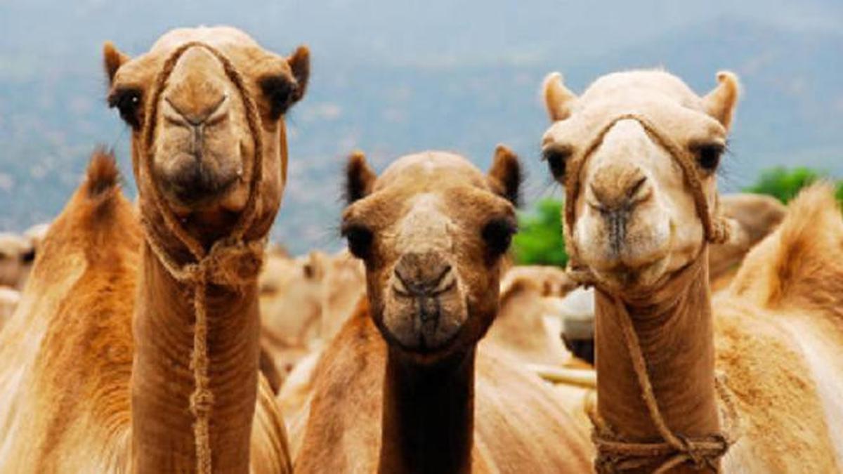 Inovasi Baru, Arab Saudi Kini Punya Rumah Sakit Khusus Unta Global