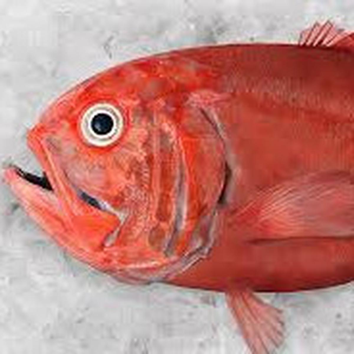 Ikan Orange Roughy