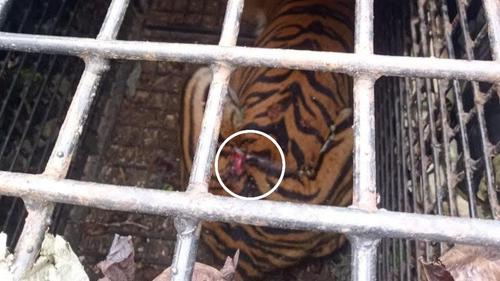 Harimau Sumatera dewasa yang masuk ke dalam kandang jebak di Lampung Barat itu mengalami dua luka jerat di bagian kaki dan pinggang