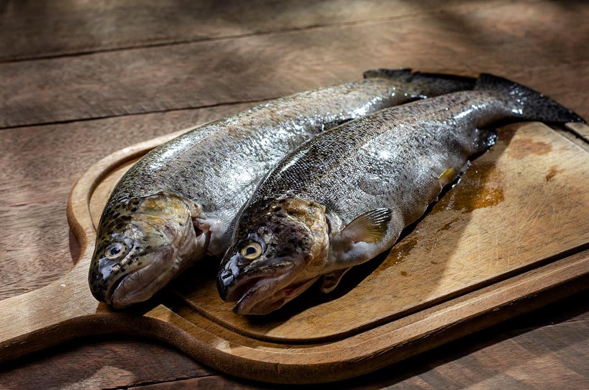 Ilustrasi Trout