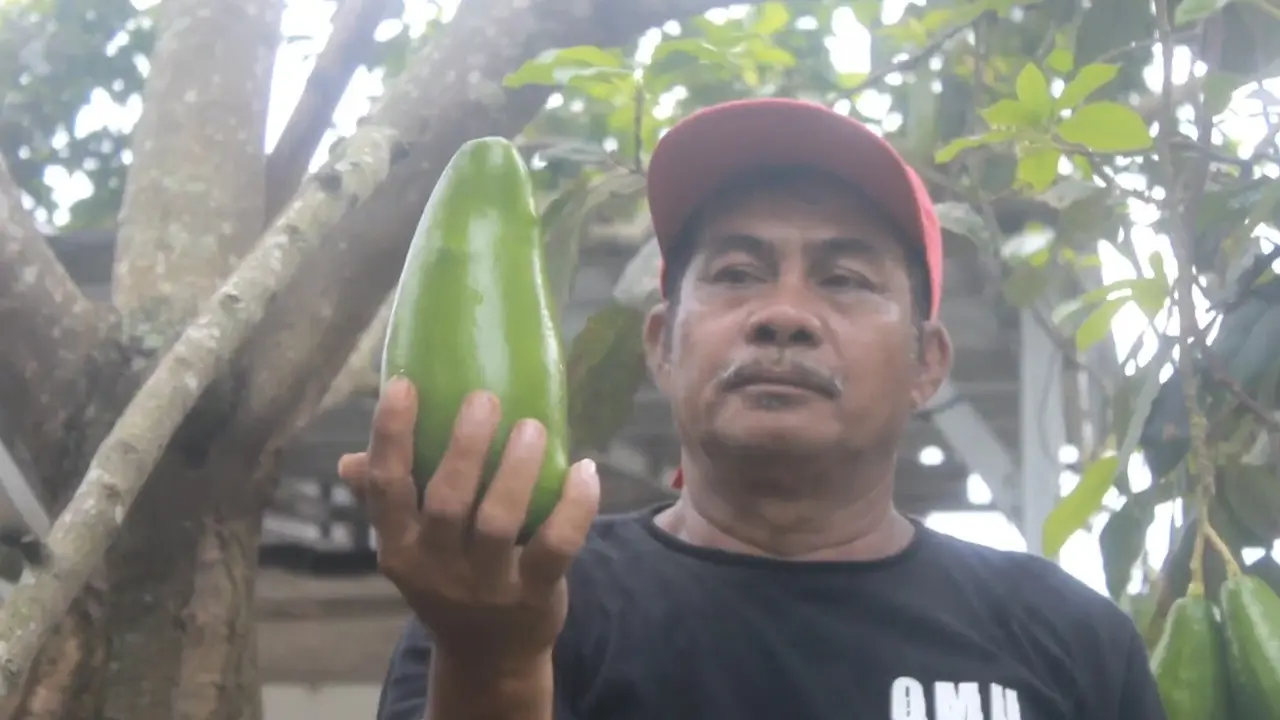 Petani alpukat siger di Lampung