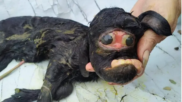 Anak Kambing Aneh