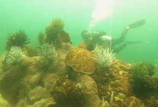 Kawasan terumbu karang di Kecamatan Muara Badak, Kabupaten Kutai Kartanegara hancur. (Liputan6.com/Abdul Jalil)