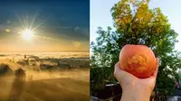 Seni melukis apel pakai sinar matahari. (Pixabay/winterseitler/Instagram/jelamerouse)