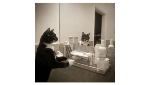Potret Lucu Kucing Saat Berkaca Ini Bikin Gemas
