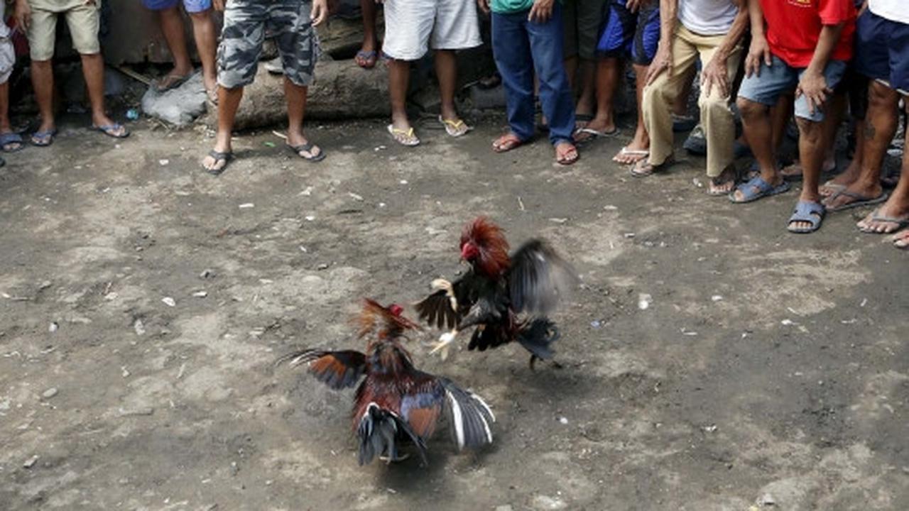 Menengok geliat perjudian di Filipina, tua hingga muda ikut taruhan
