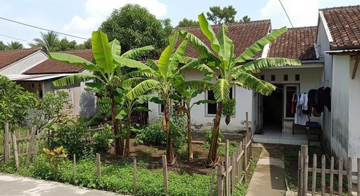7 Jenis Pohon Pisang Pendek untuk Lahan Terbatas, Bisa Bikin Teduh dan Mempercantik Rumah