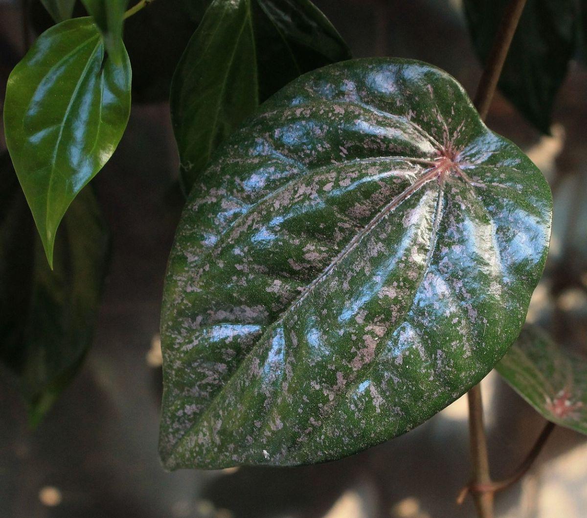 Manfaat Daun Sirih Merah